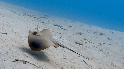 El Faro