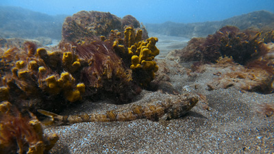 La Lajita Bay